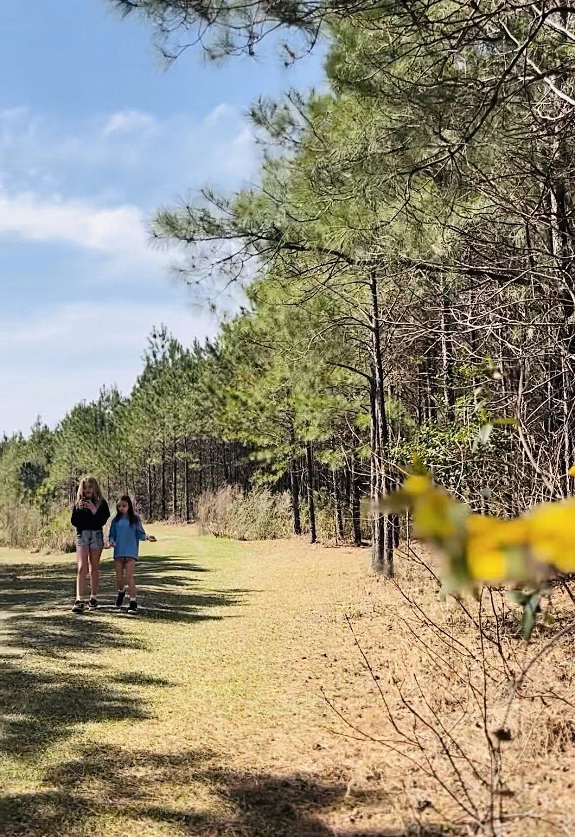 Mown grass trails through twenty acres of pine woods