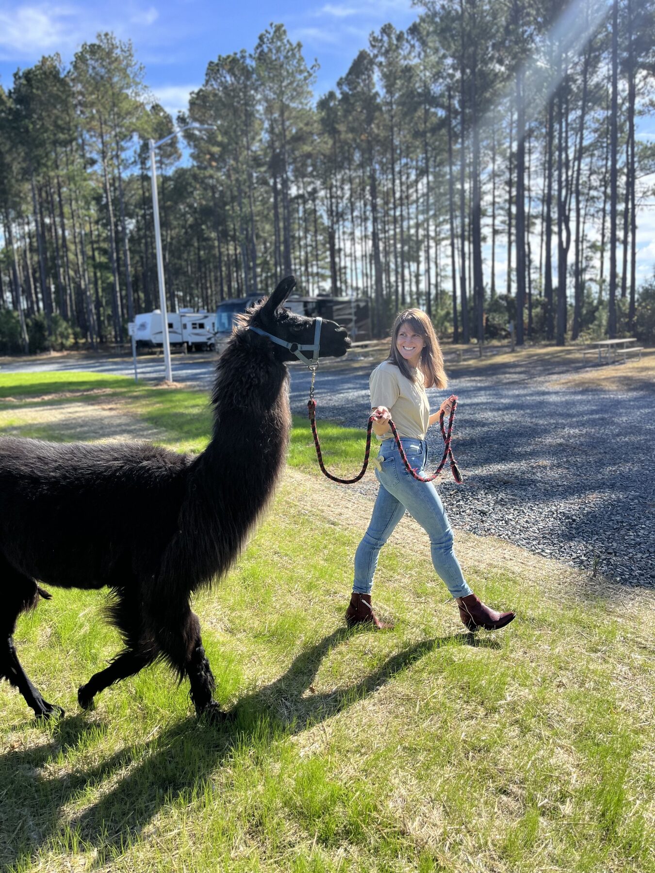 Llama trekking on the trails near In The Pines in Brunswick County